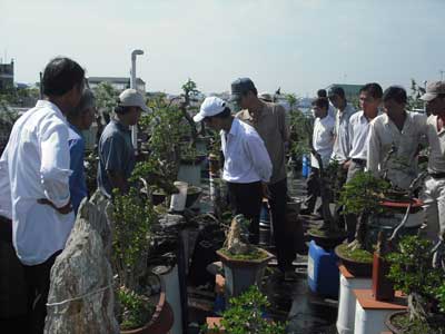 Bonsai, cay canh nghe thuat, cây cảnh nghệ thuật, cay the, cây thế, triển lãm bonsai, trien lam bonsai, triển lãm cây thế, trien lam cay the